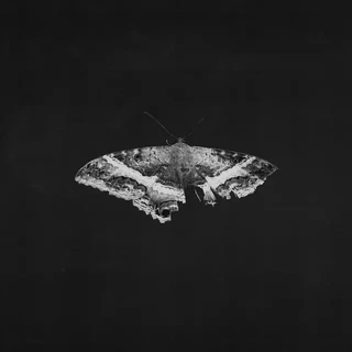 Kendrick Lamar To Pimp A Butterfly: 10… - LTD (2LP)