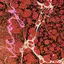 Iceage Beyondless - LTD (LP)