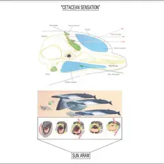 Sun Araw Cetacean Sensation (LP)