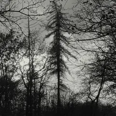 Curse All Kings Feral Earth (LP)