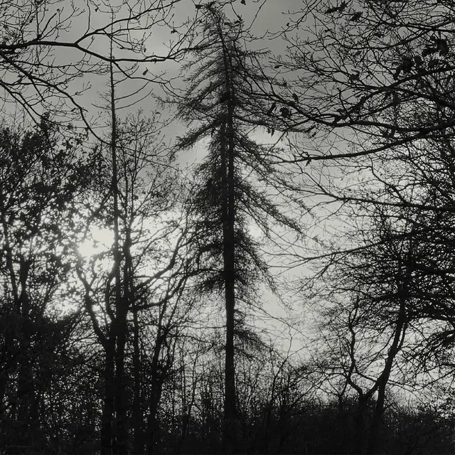 Curse All Kings Feral Earth (LP) 