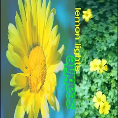 Seablite Lemon Lights (LP)