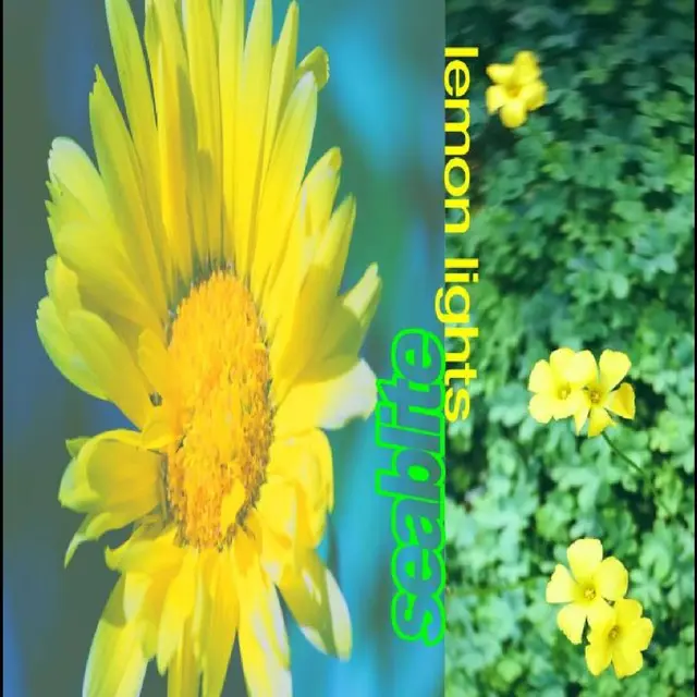 Seablite Lemon Lights (LP) 