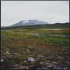 Gidge Tundra (12")