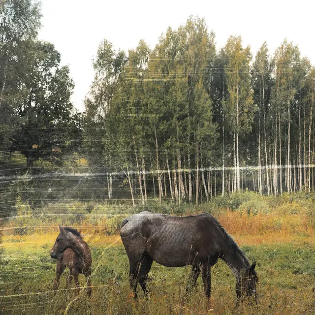 Pianos Become The Teeth Old Pride - LTD (LP) 