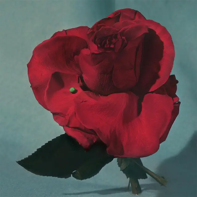 METZ Up On Gravity Hill - LTD (LP) 