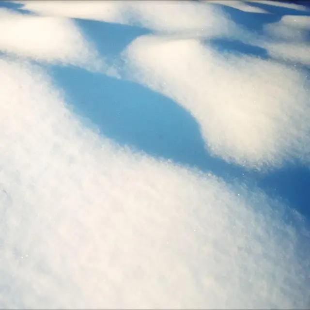 Flore Laurentienne 8 Tableaux (LP) 