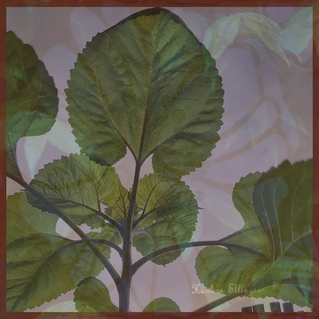 Haakon Ellingsen Every Day The Weather's Changing (LP) 