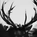 Ihsahn Ihsahn (2LP)