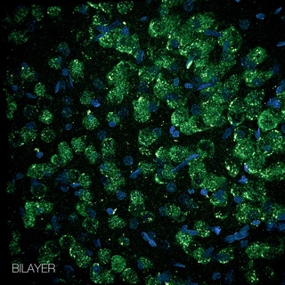 Bilayer Bilayer (CD)