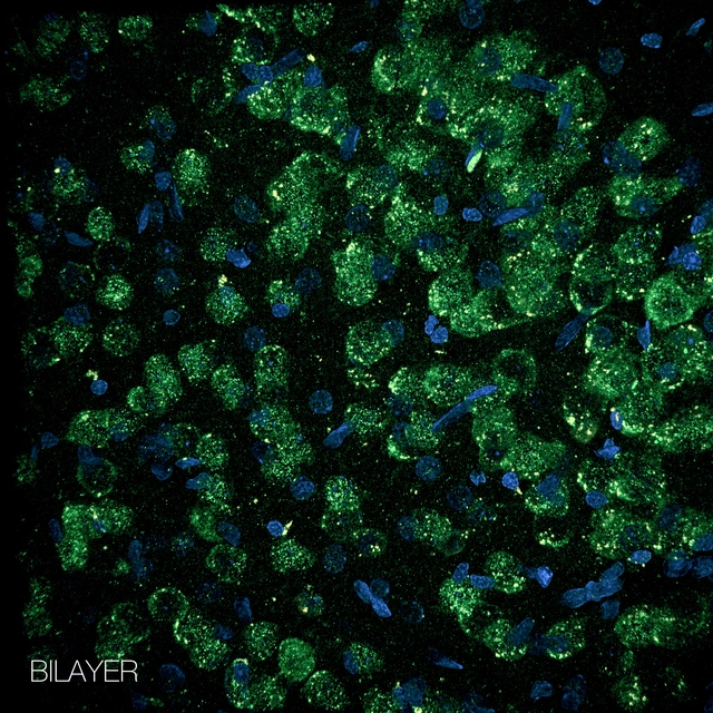 Bilayer Bilayer (CD) 