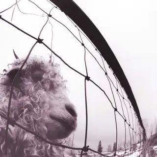 Pearl Jam Vs.: 30th Anniversary Edition - LTD (LP)