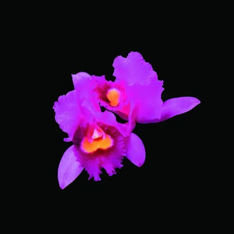 Opeth Orchid (CD)