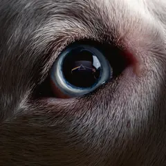 Roger Waters Dark Side Of The Moon Redux (2LP)