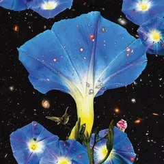 Sarah Louise Nighttime Birds And Morning Stars (LP)