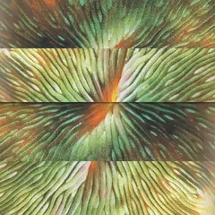 Active Surplus Mirroring (LP)