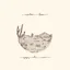 Gregory Alan Isakov Appaloosa Bones (LP)