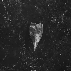 Bees Made Honey In The Vein Tree Aion (CD)