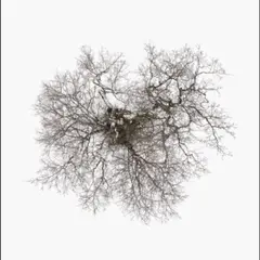 John Metcalfe Tree (CD)