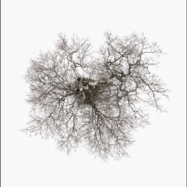 John Metcalfe Tree (CD) 