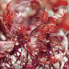 Beta Librae Daystar (LP)