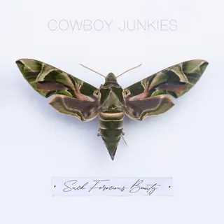 Cowboy Junkies Such Ferocious Beauty (LP)