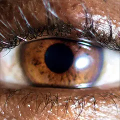 Evadney It's Dreaming - LTD (LP)