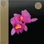 Opeth Orchid - LTD (2LP)