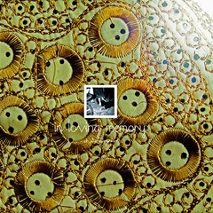 In Loving Memory A Discography - LTD (CD)