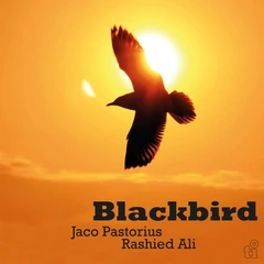 Jaco Pastorius &amp; Rashied Ali Blackbird - LTD (LP)