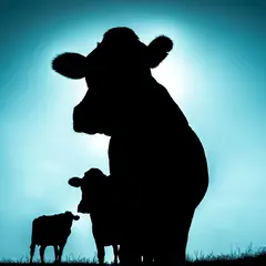 Singülar Singülar (CD)