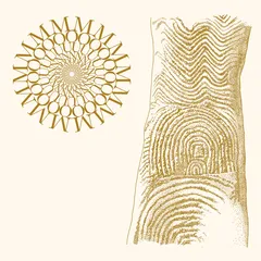 Moundabout Flowers Rot Bring Me Stones (LP)